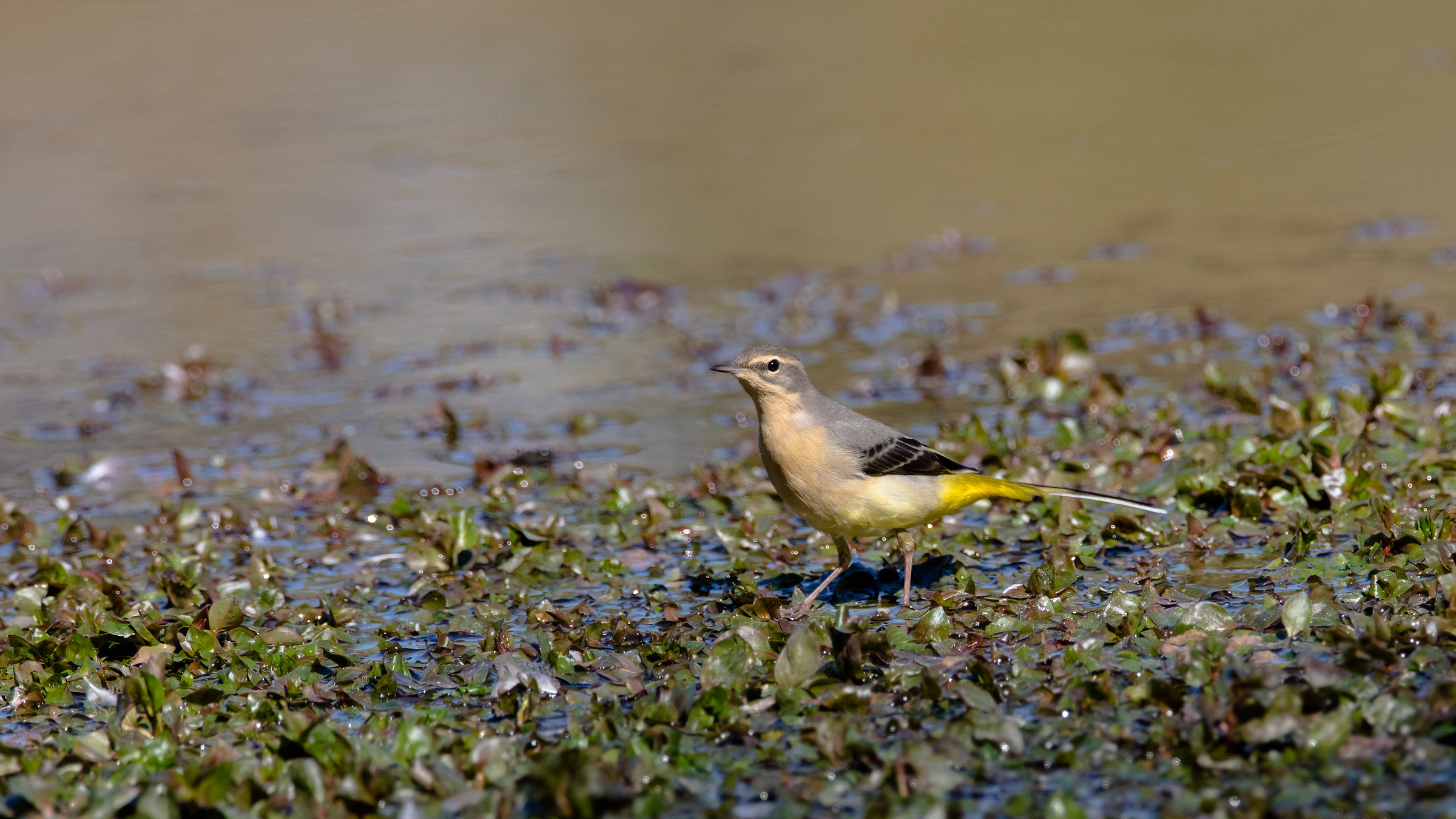Cutrettola ??? or Yellow Ballerina ???