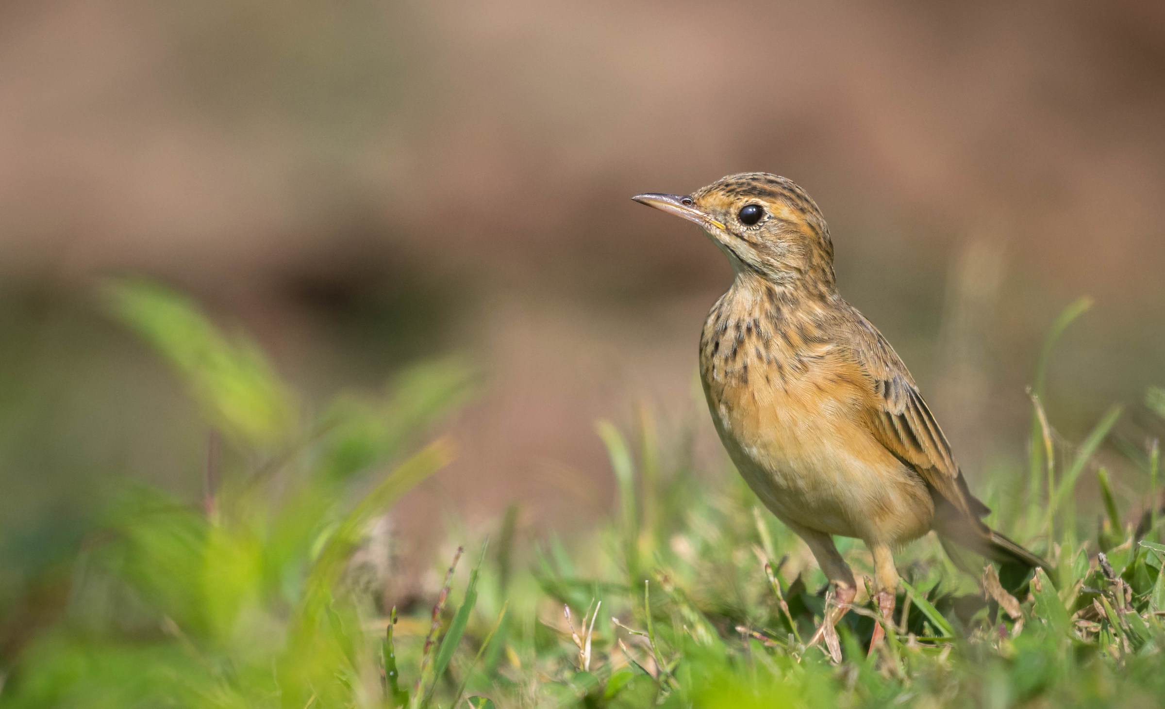 Paddock campo pipit