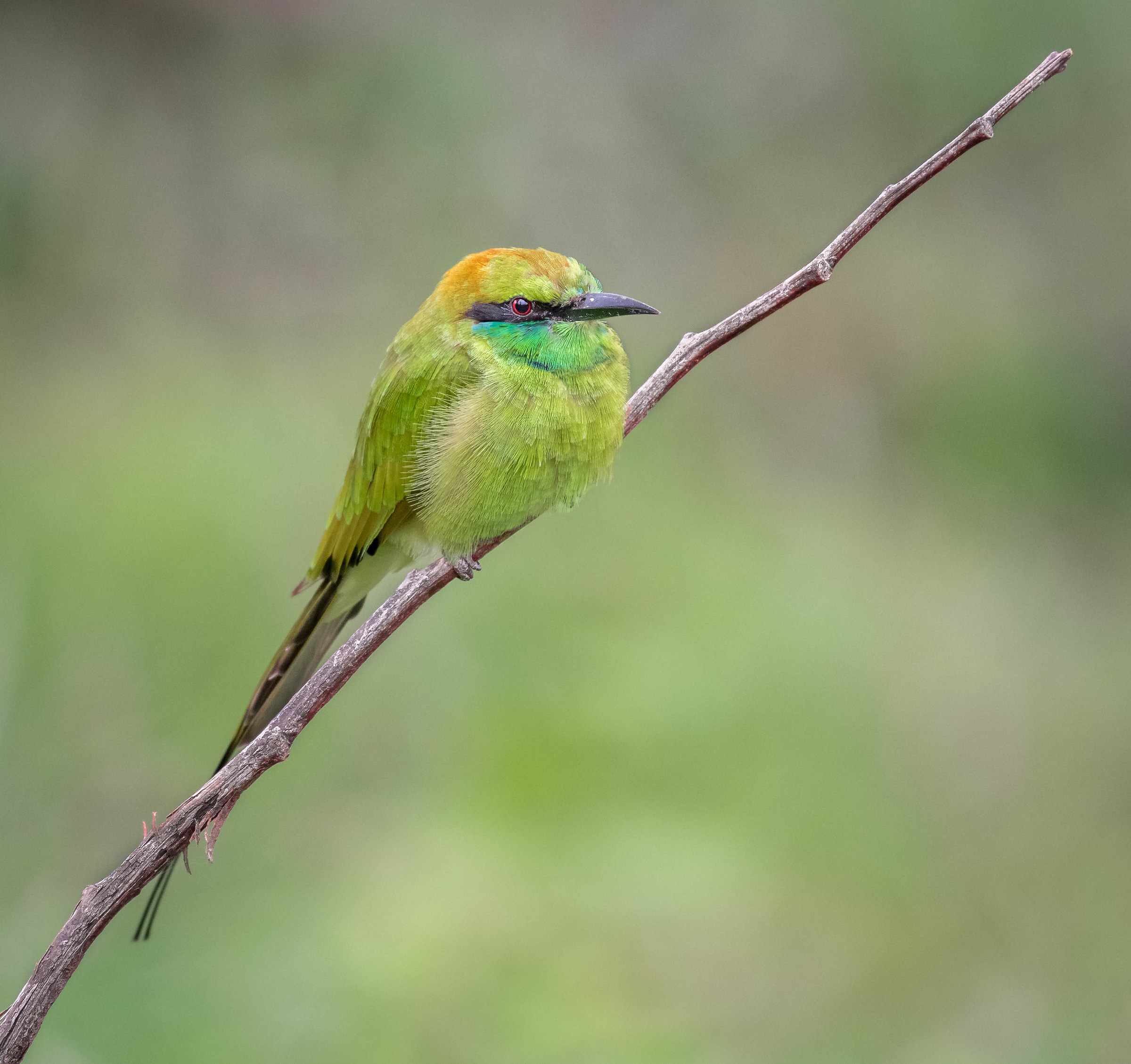 Green bee eater