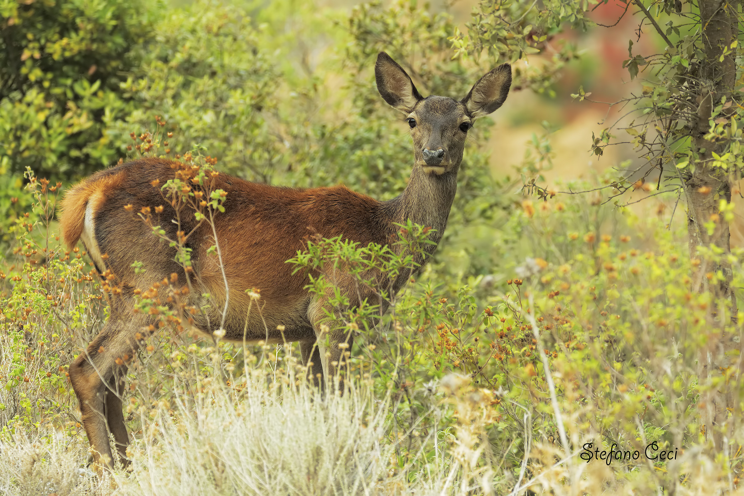 Sardinian Female Deer