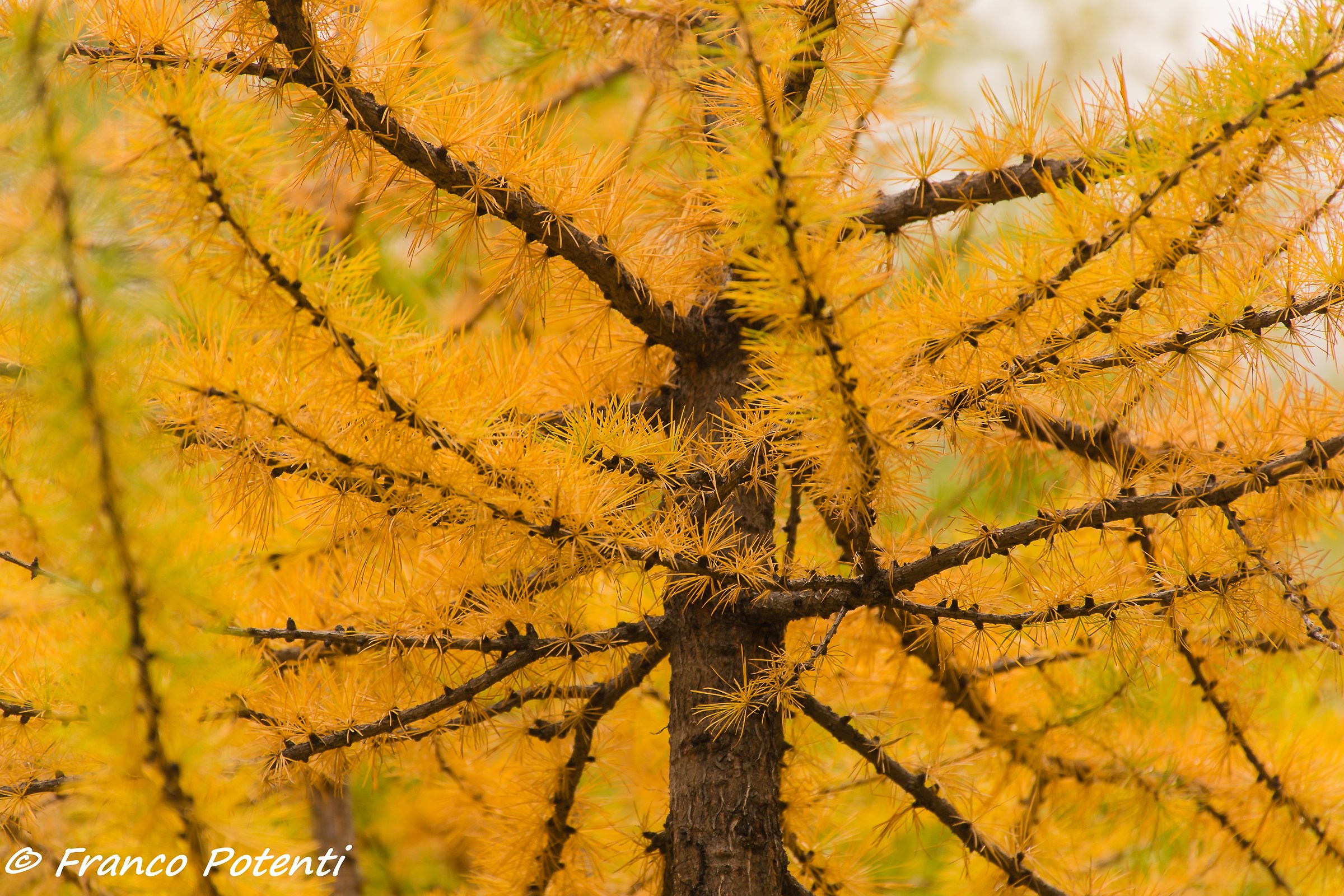 Larice (particolare)