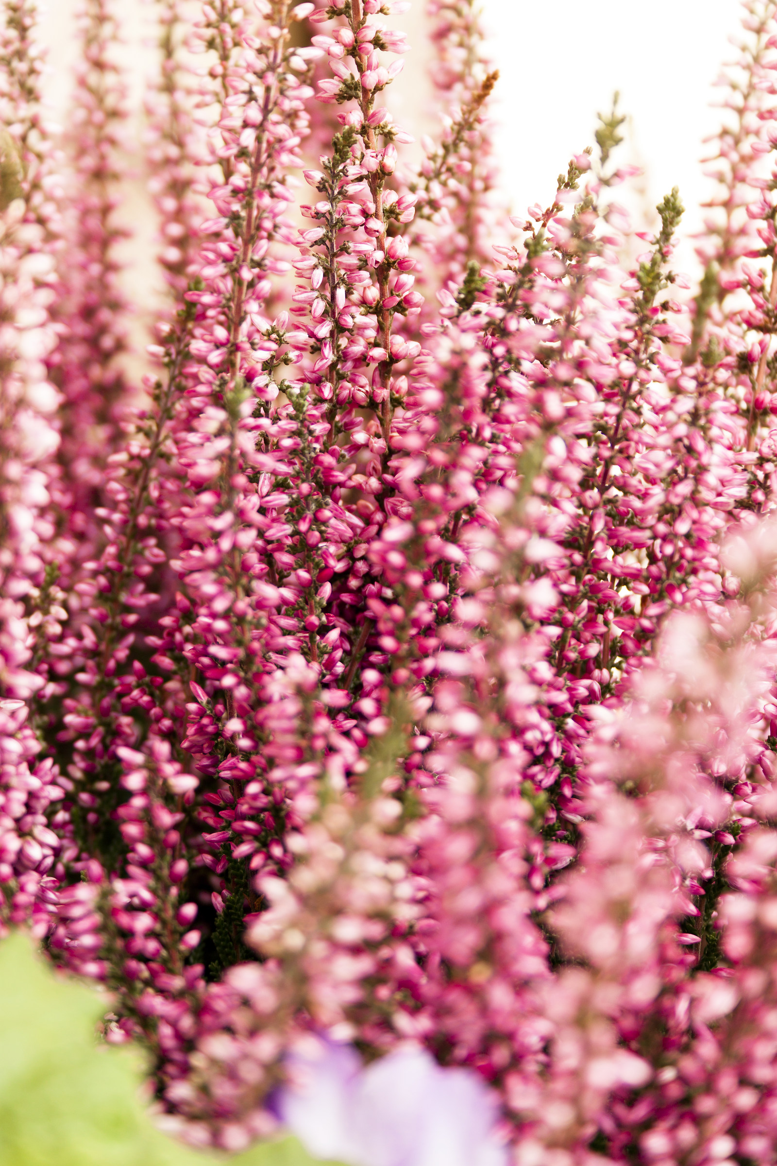Flower in the balcony ...