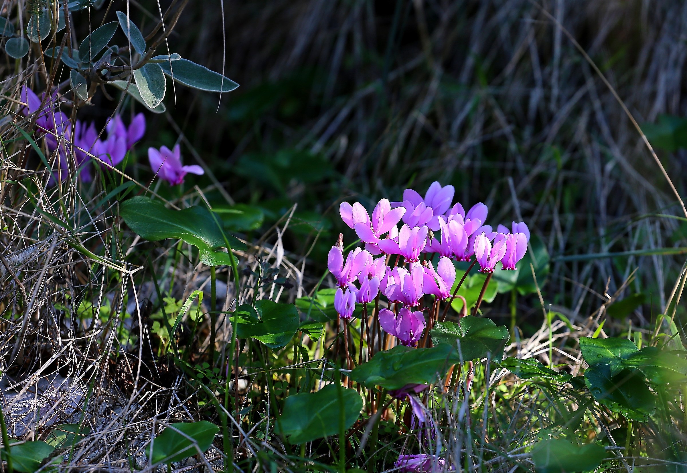 cyclamens