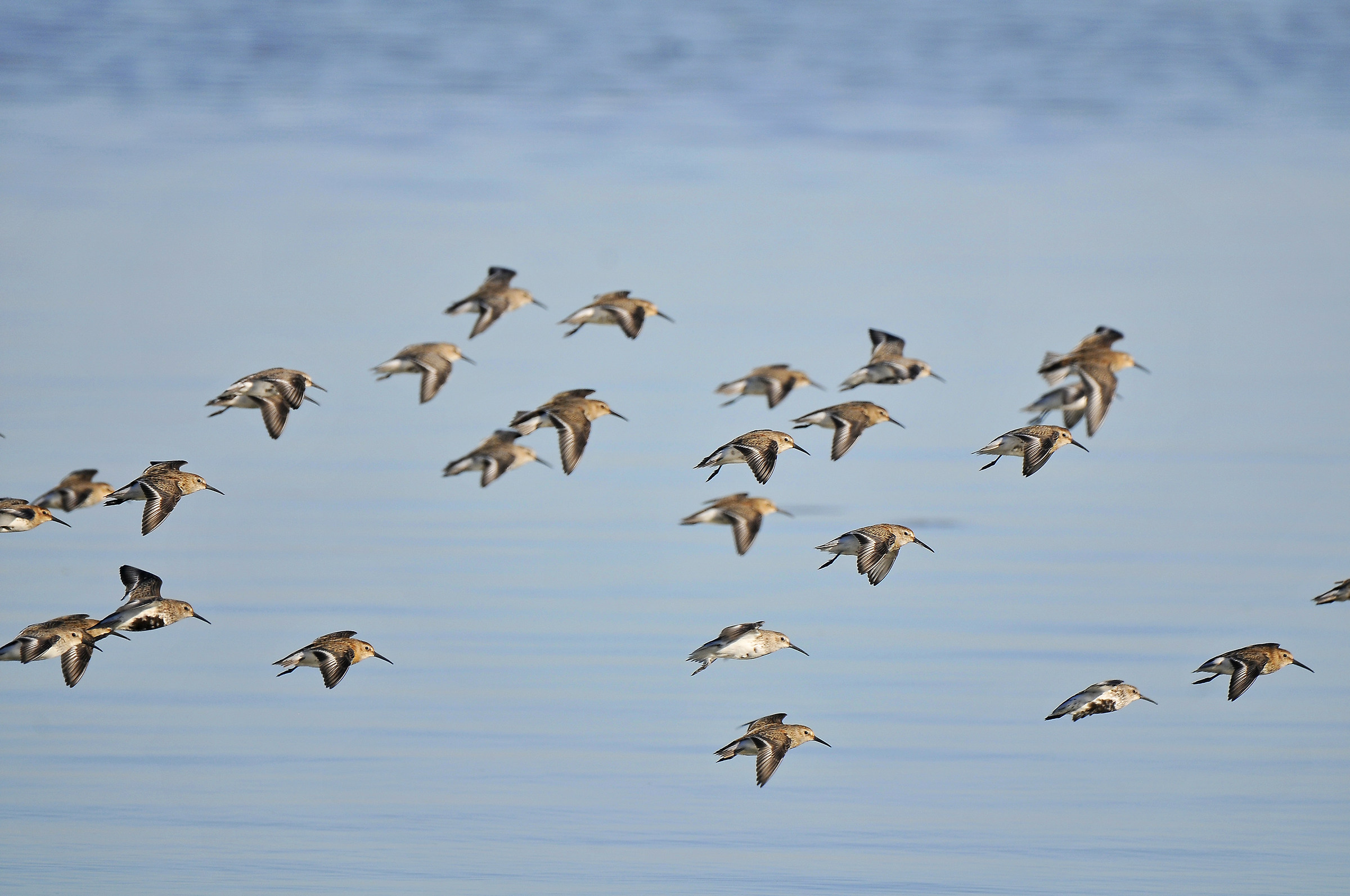 Piovanello pancianera (Dunlin)