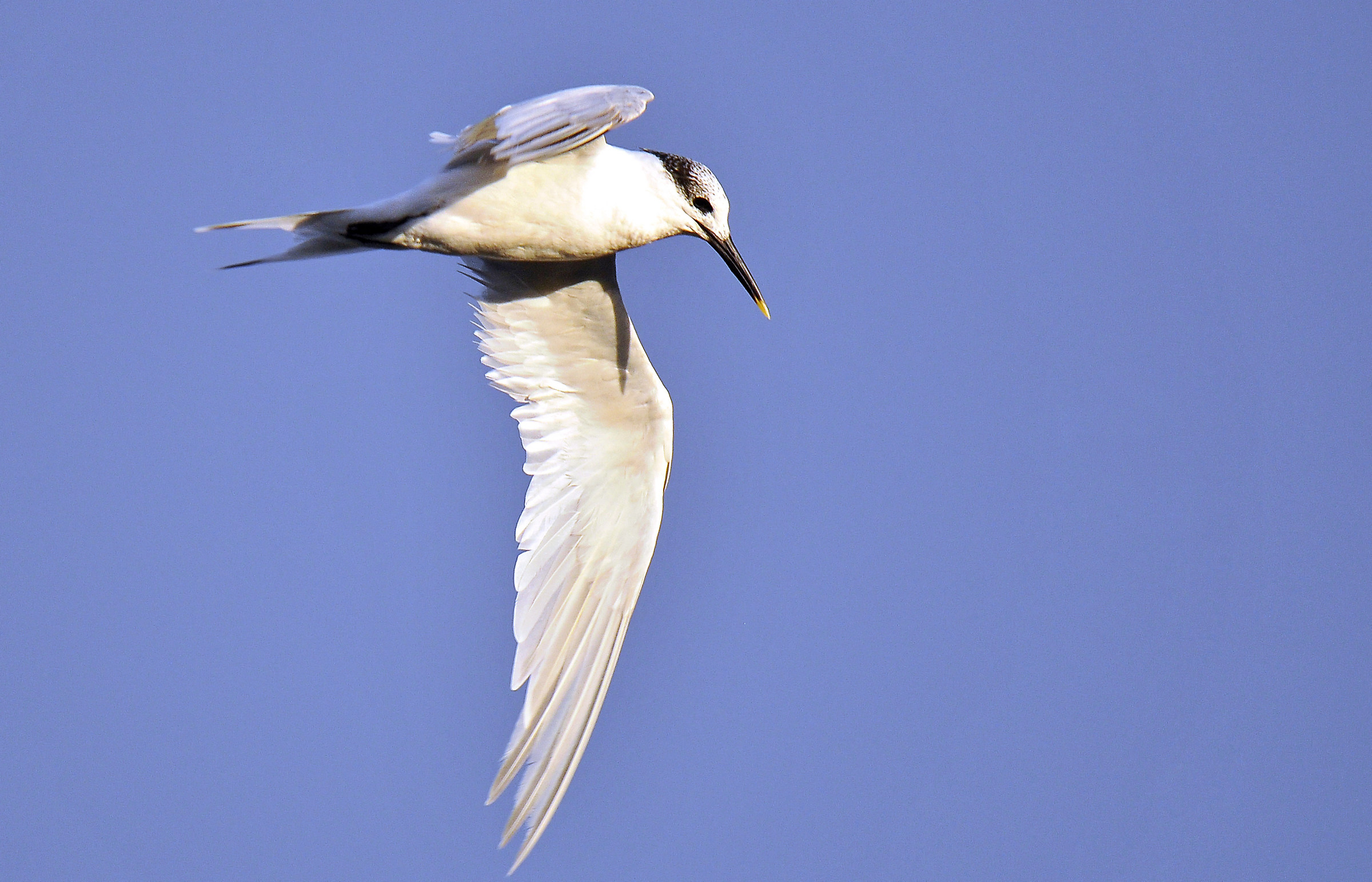 Beccapesci (Sandwich tern)