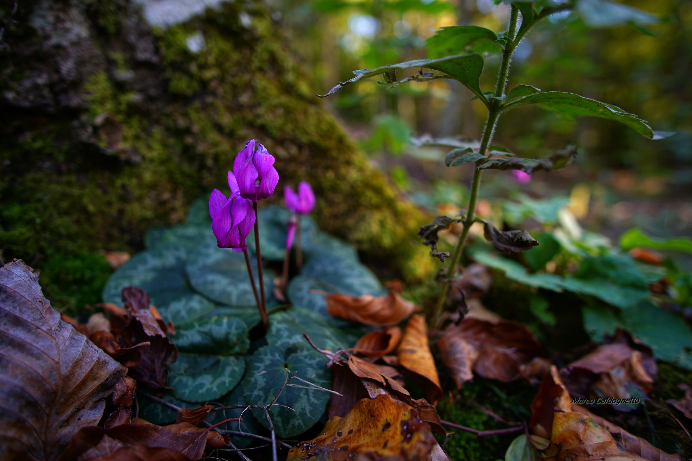 Cyclamen in Cei val