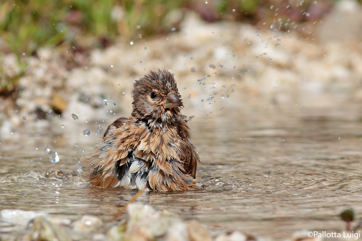 Fanello (Carduelis cannabina)