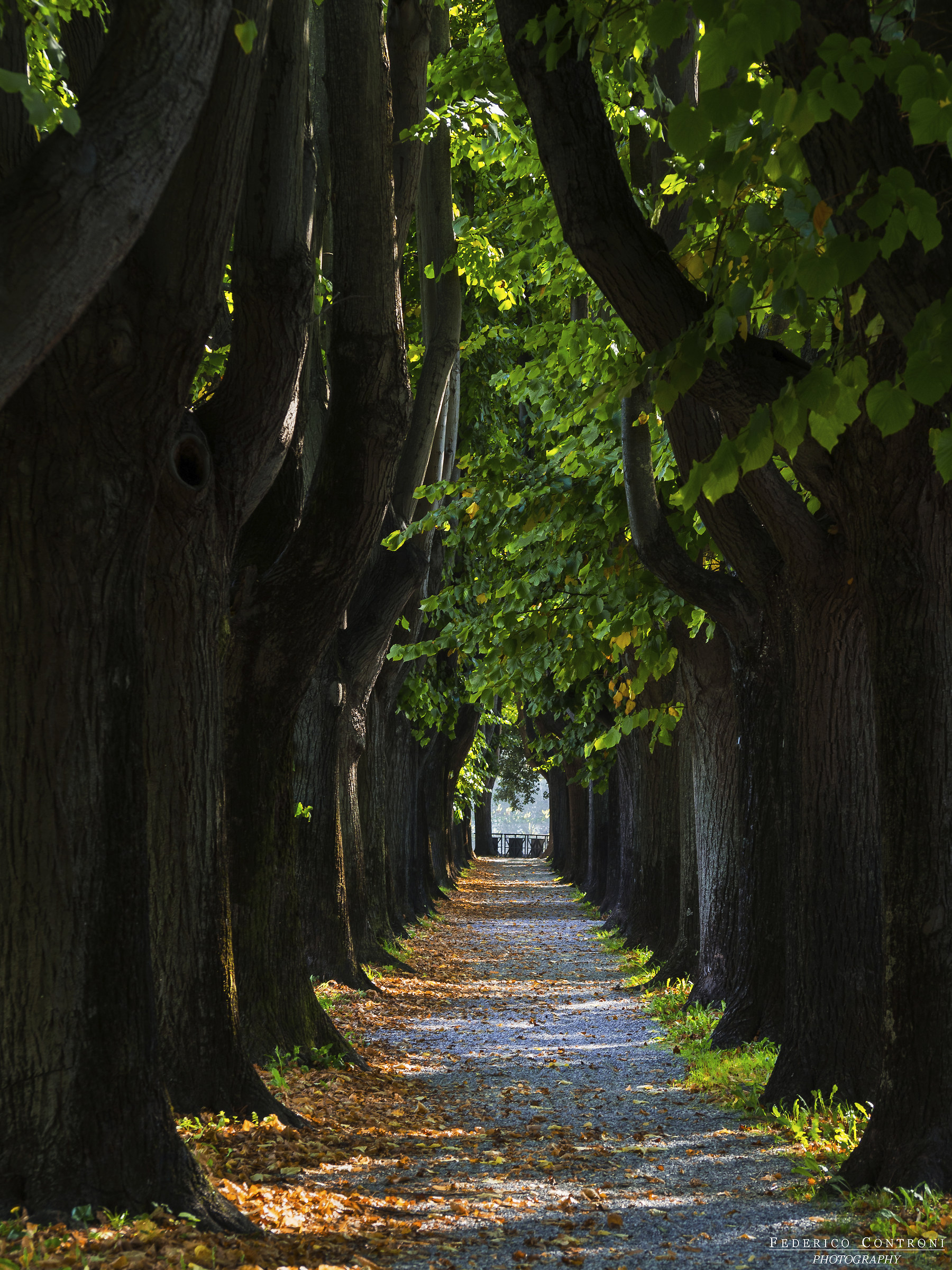 Autumn tunnel