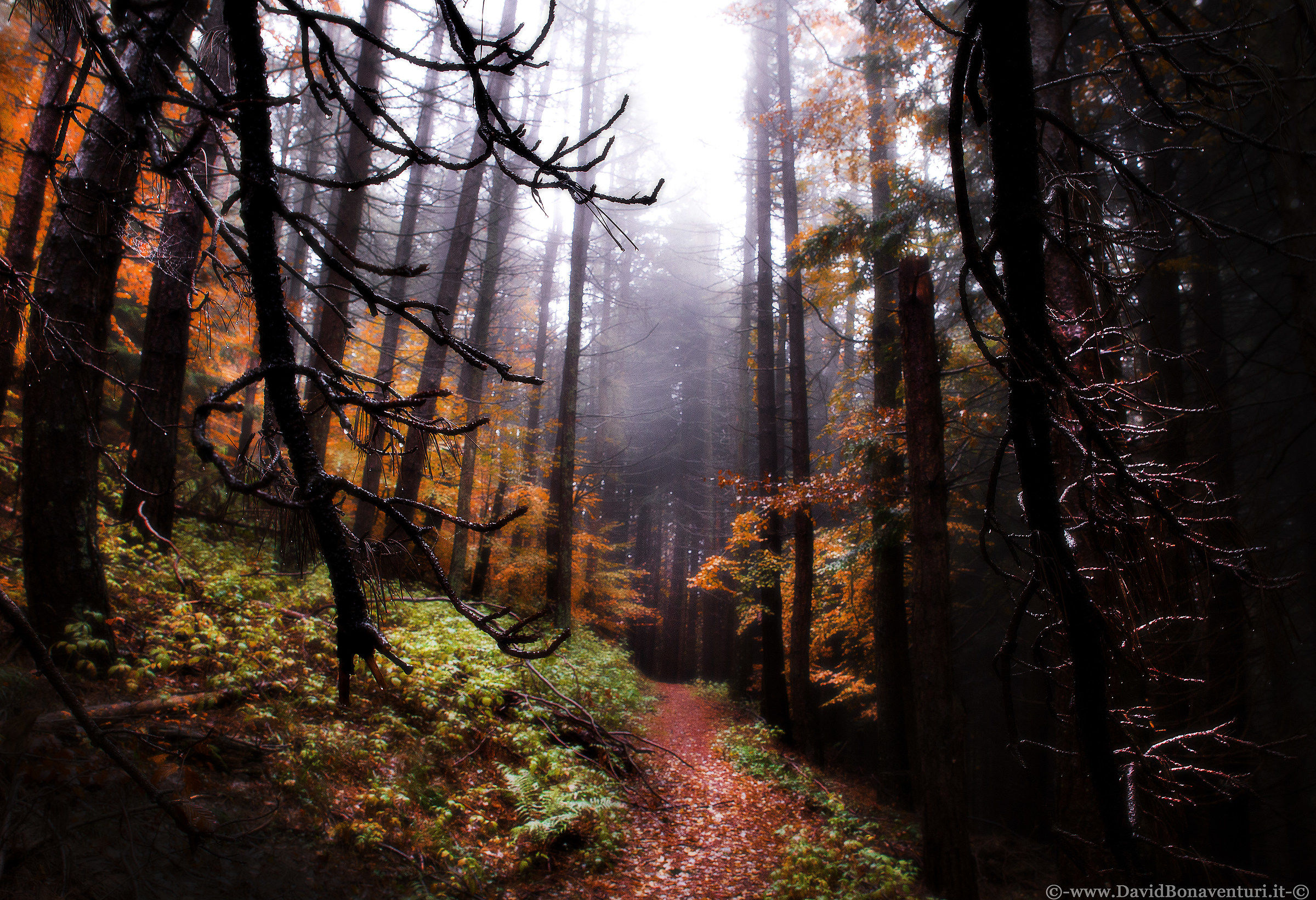 into the dark forest