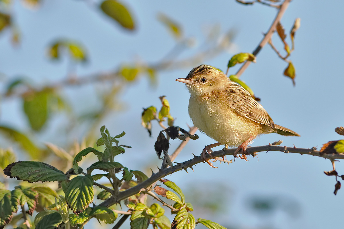Beccamoschino (Cisticolo juncidis)