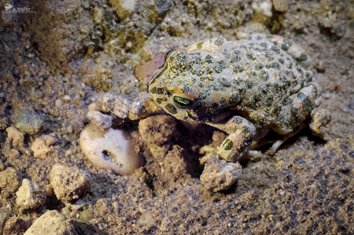 Rospo Smeraldino di notte..