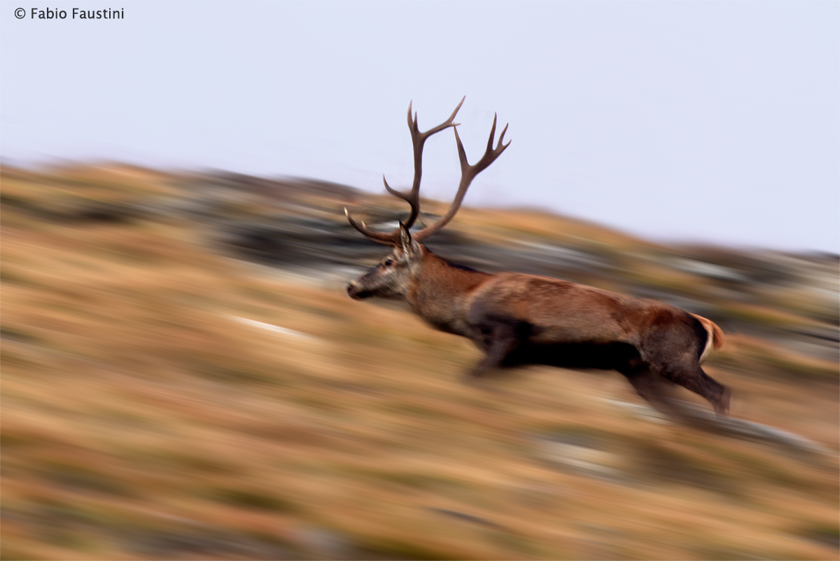 Lo scatto del cervo