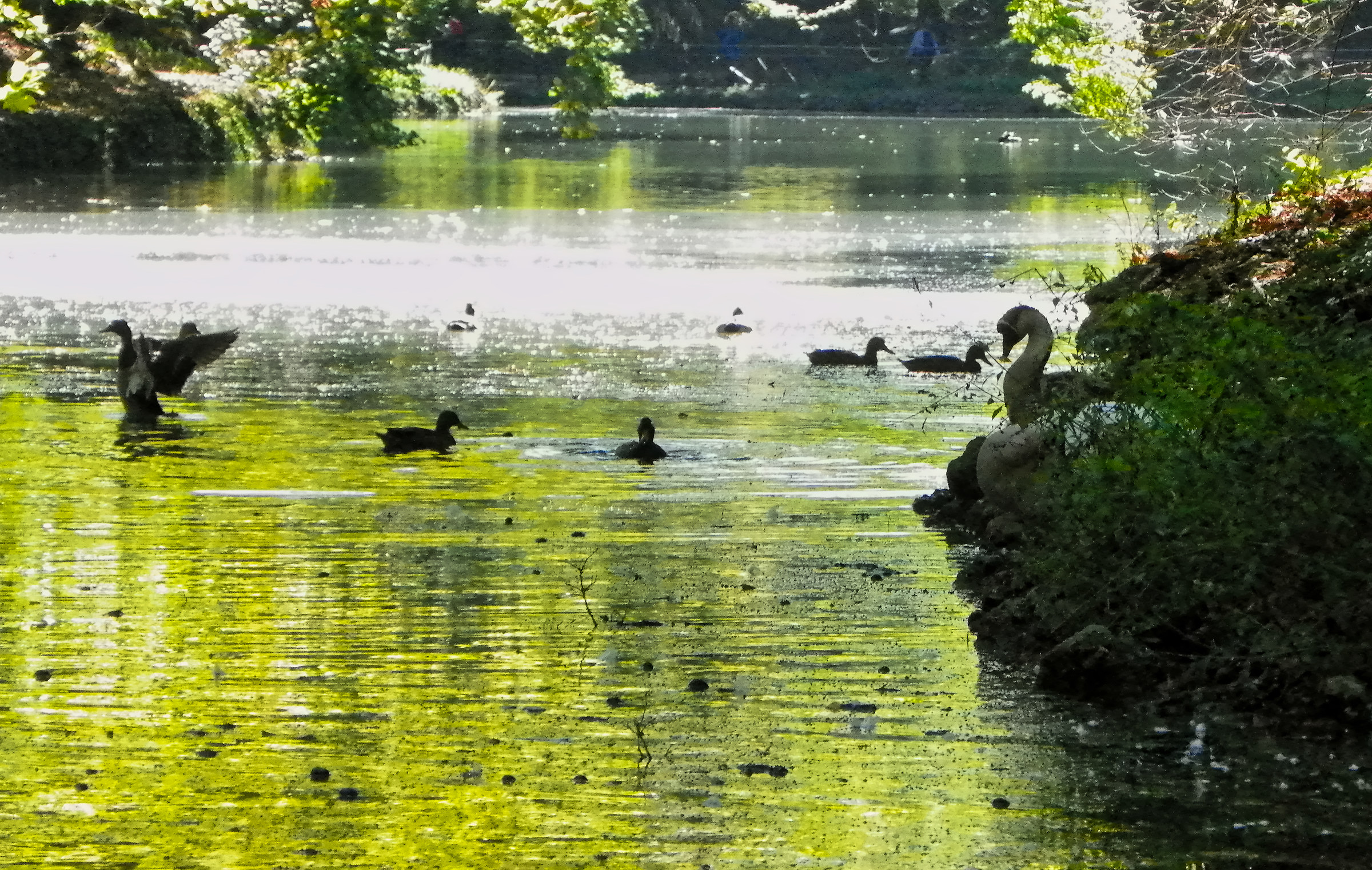 Laghetto dei Giardini Reali