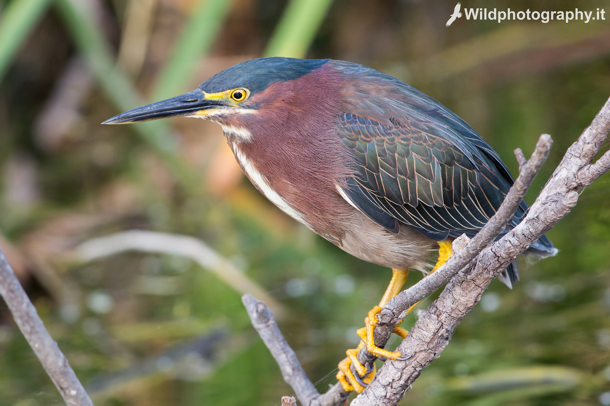 Green heron