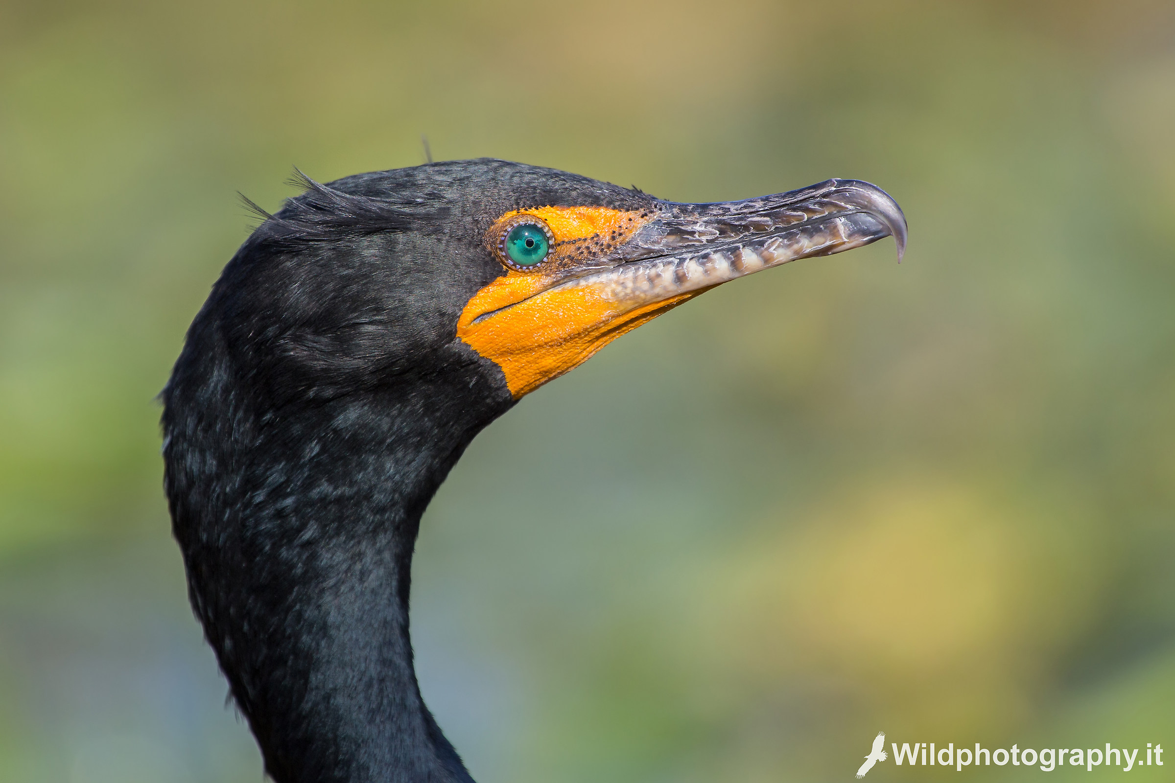 Cormorant