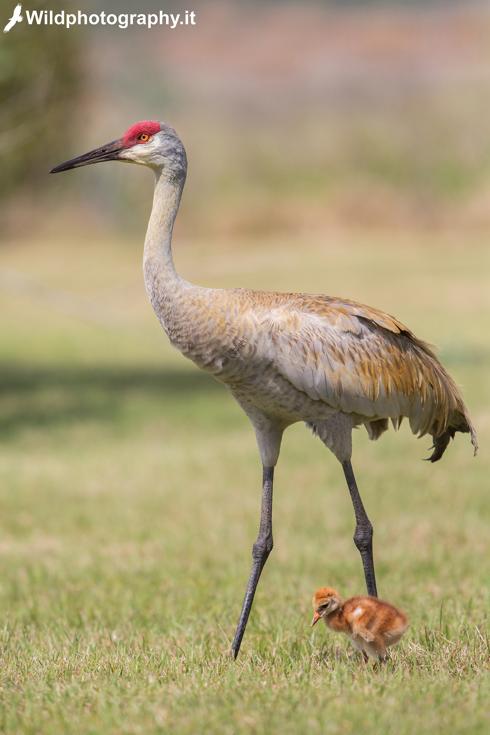 Canadian Crane