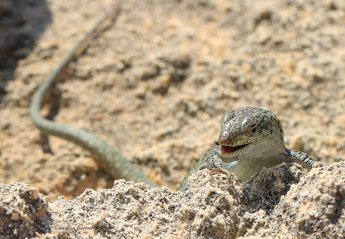 Incontro inquietante.