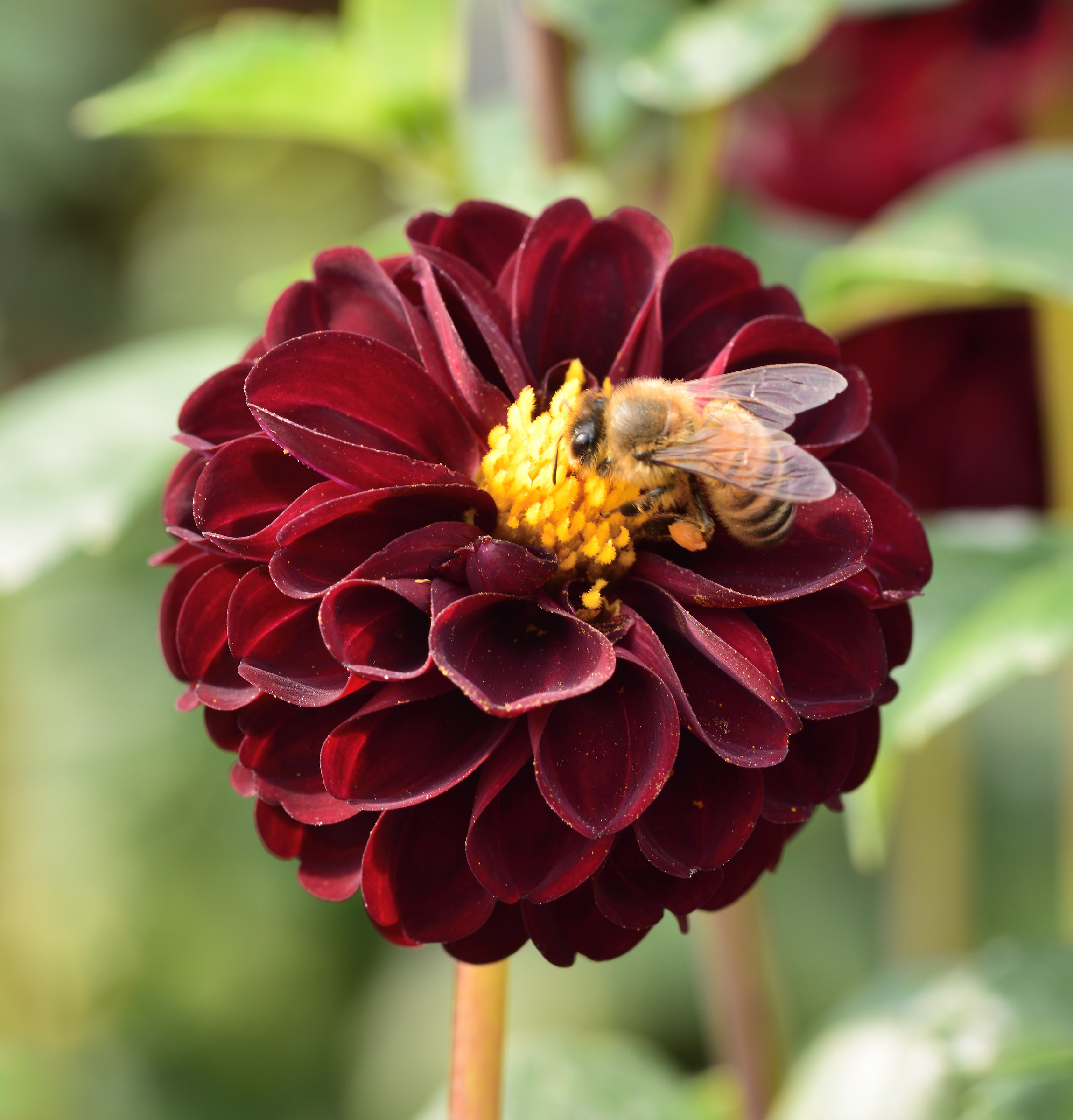 dahlia with bee