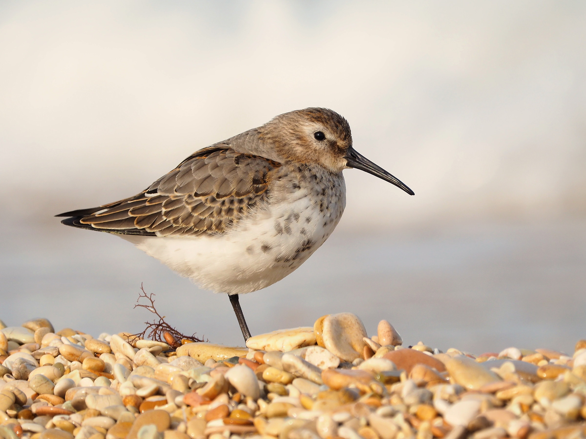 Piovanello pancianera