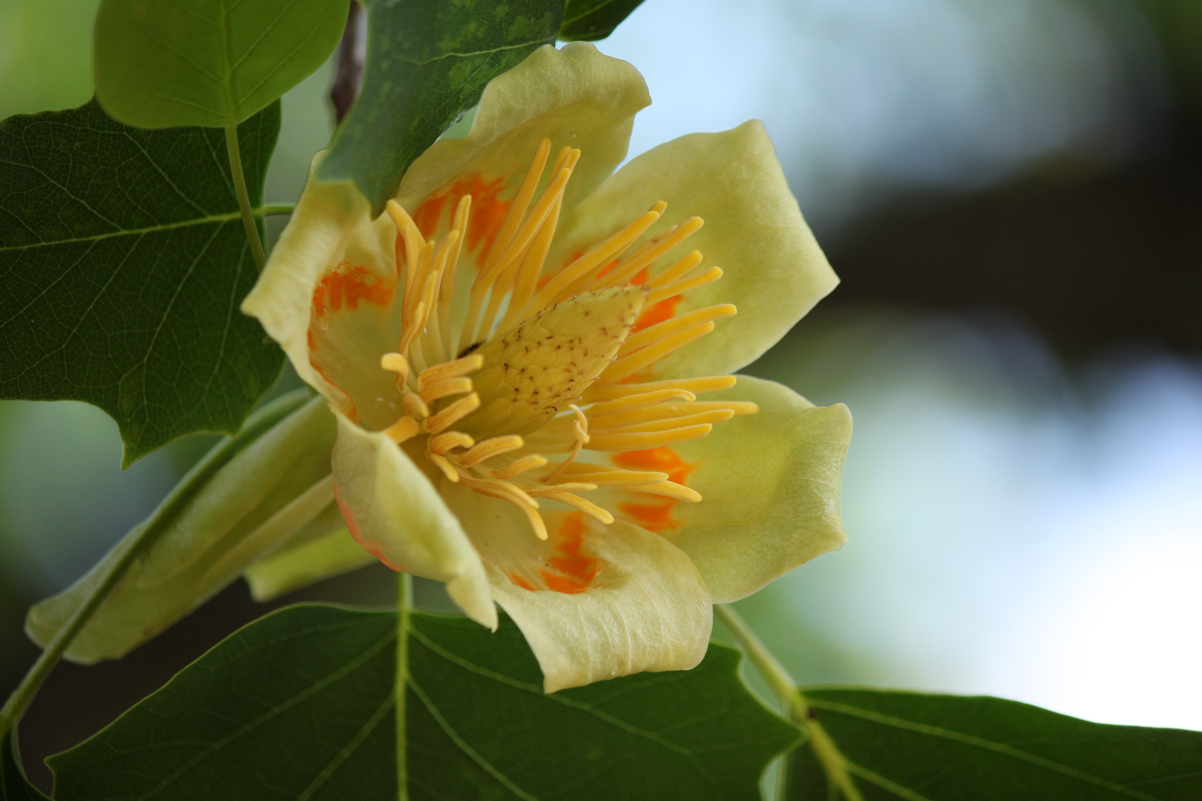 il bello della natura