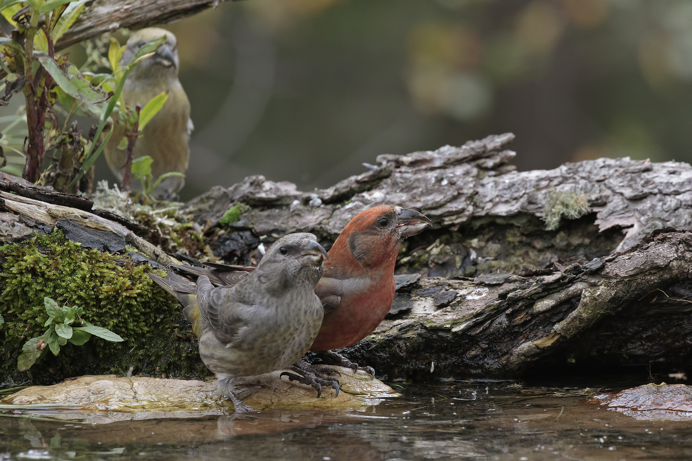 crossbills