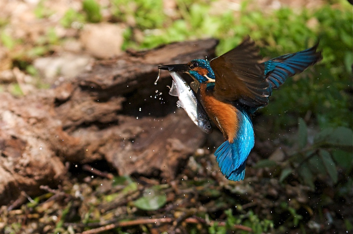 do not be surprised. My stomach is distended