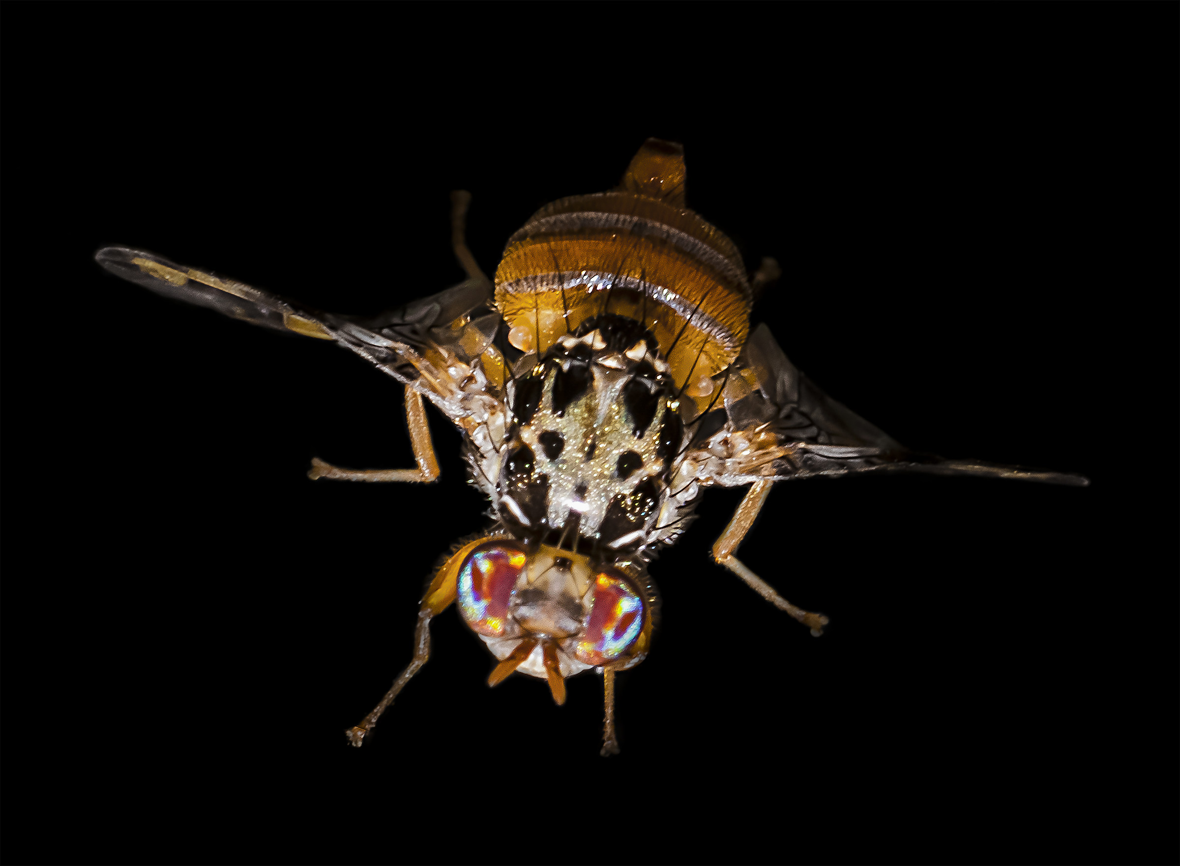 Ceratisis capitata (fruit fly)