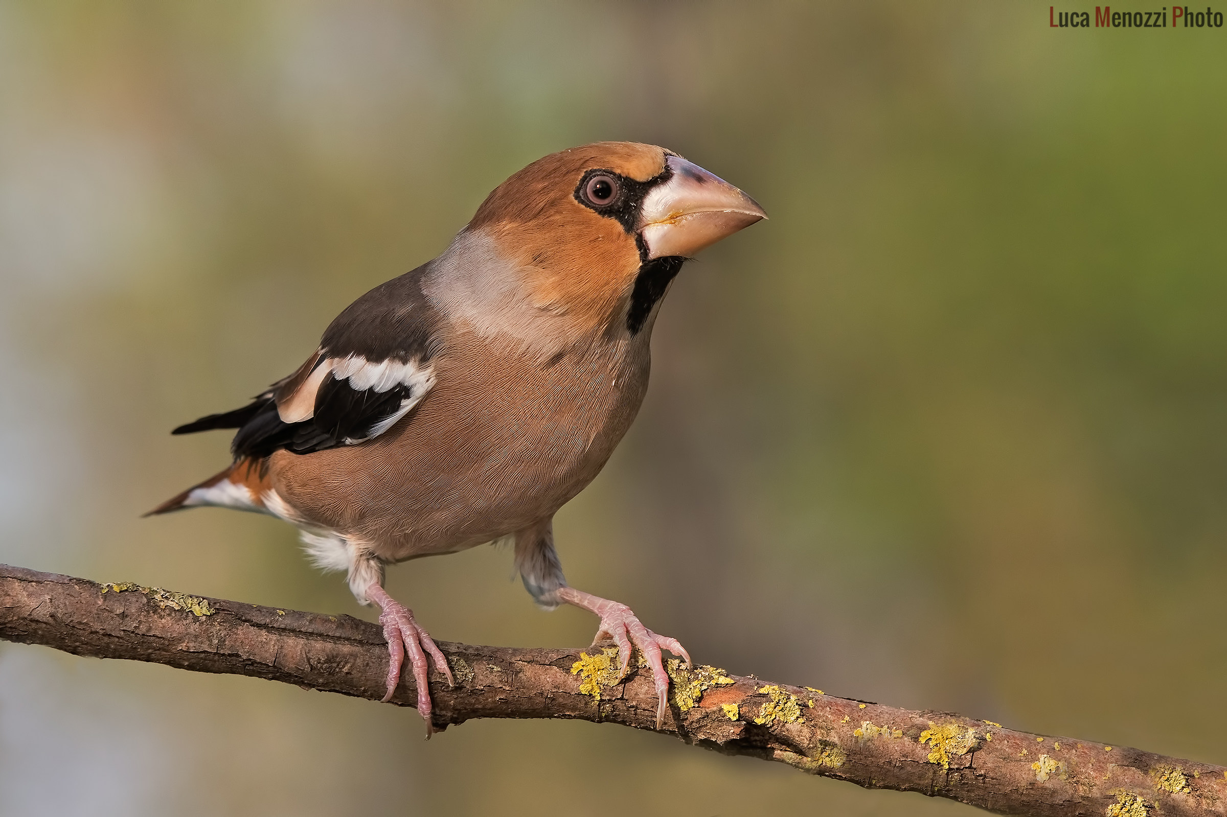 Grosbeak