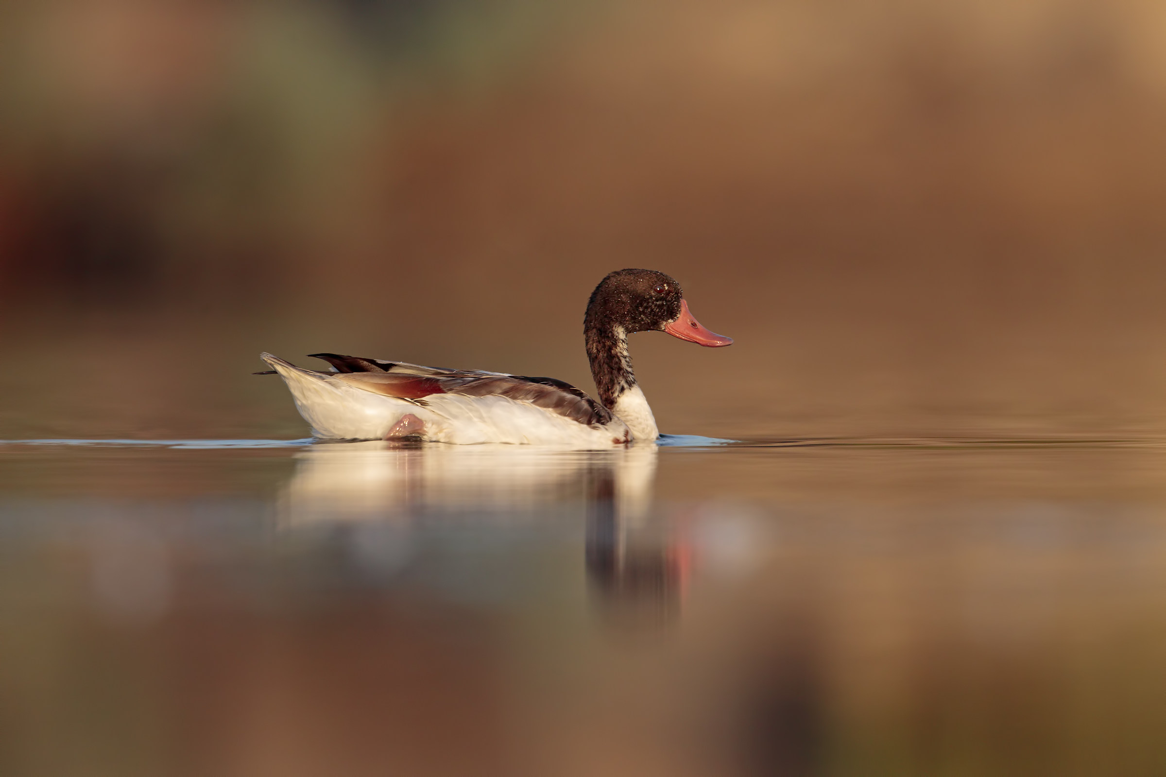 shelduck