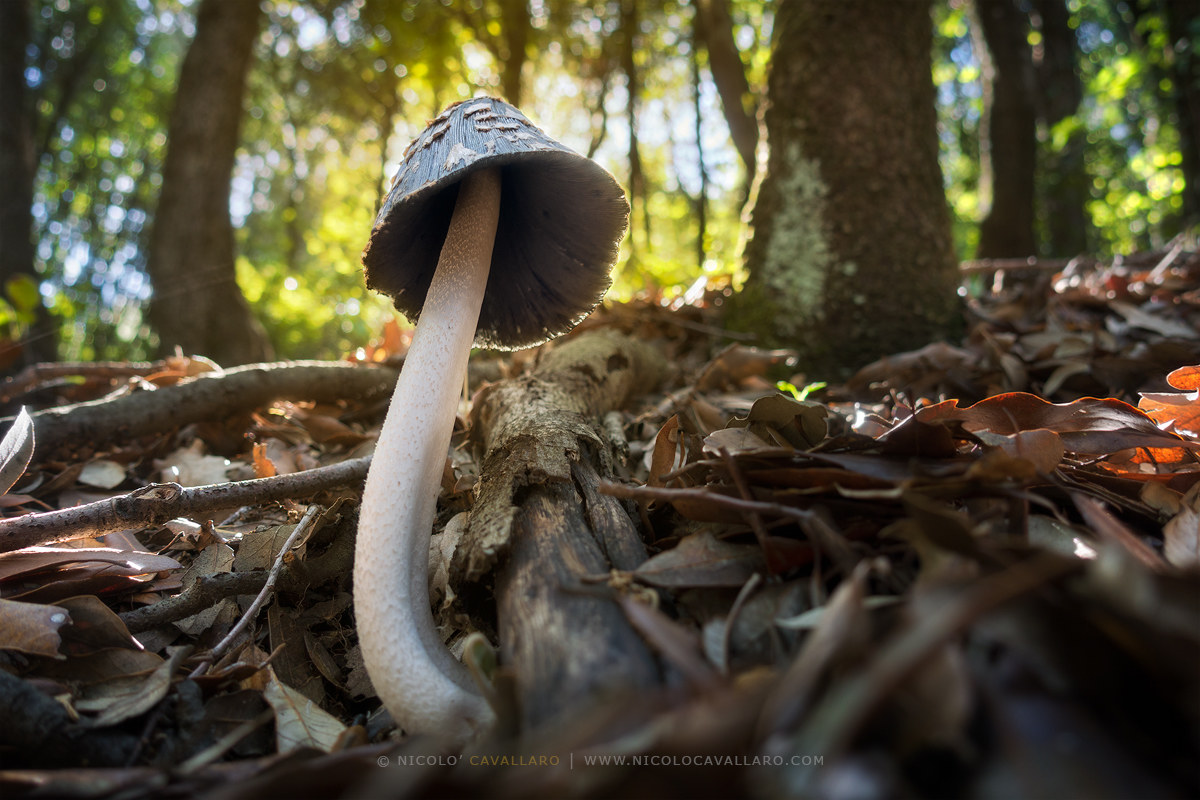 First seasonal mushroom
