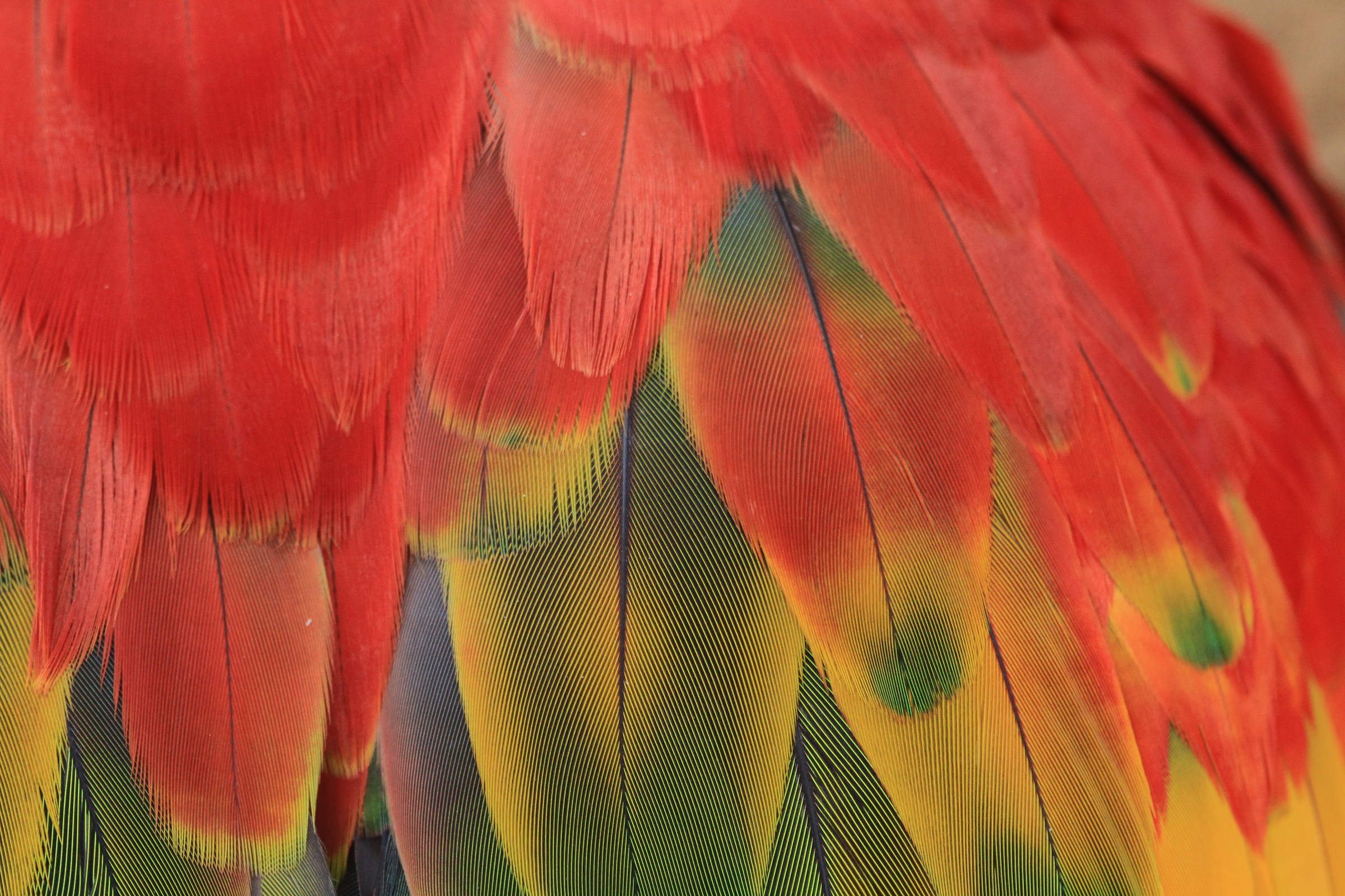 I colori del Brasile