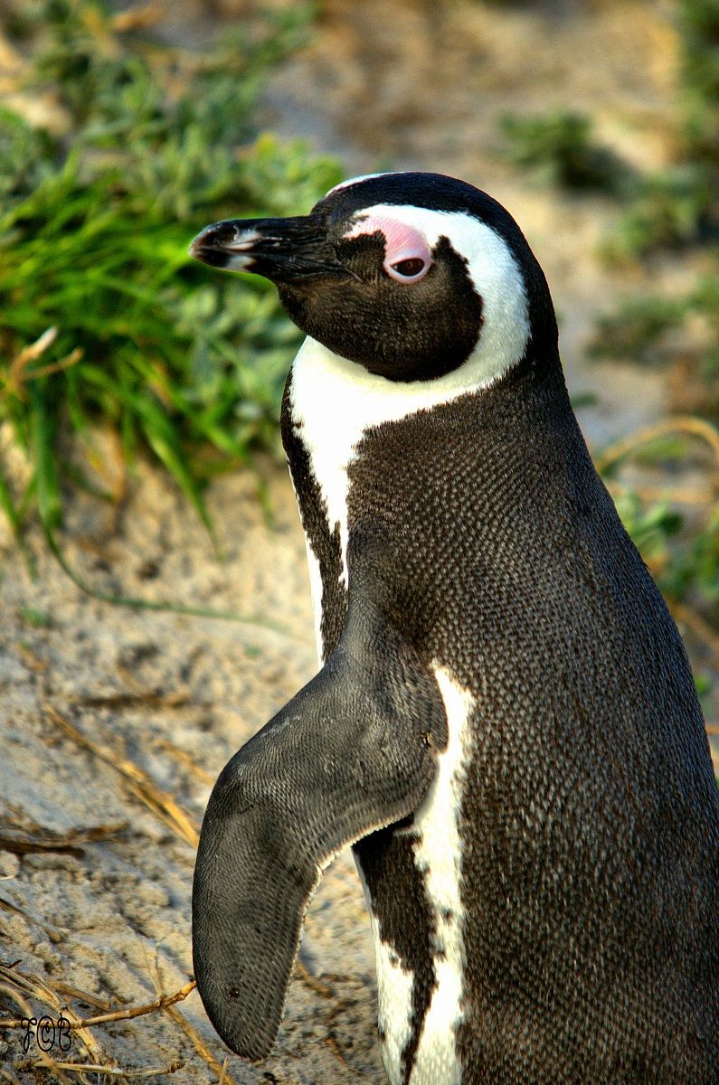 Pinguino di Simon Town