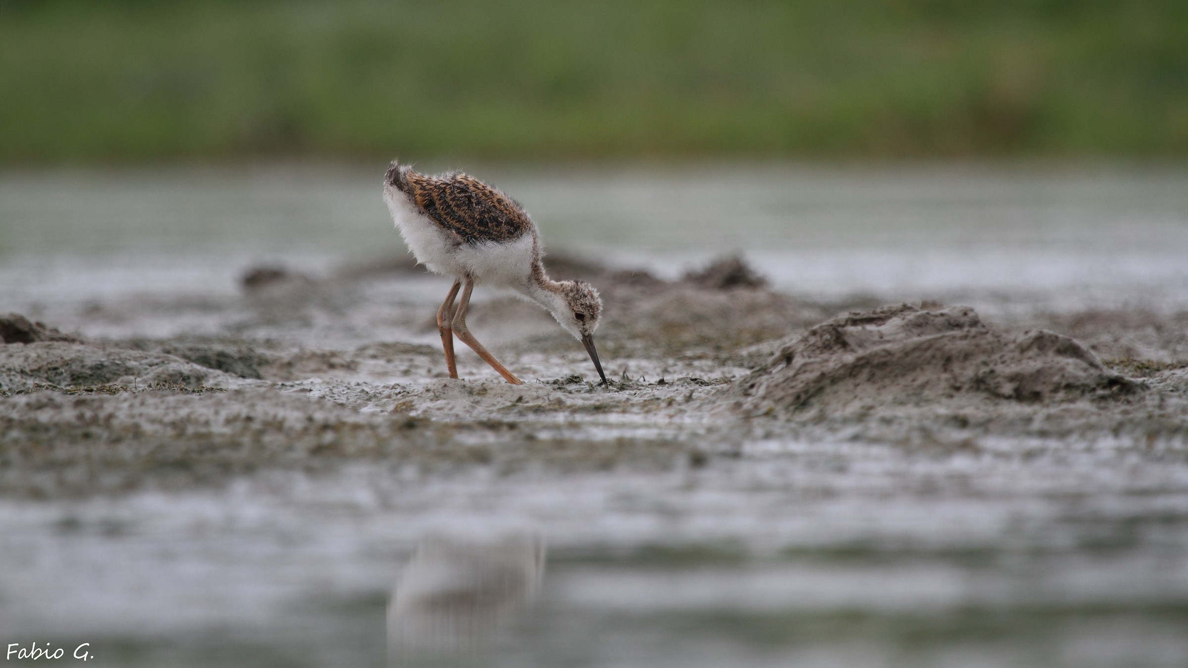 Small Knight of Italy