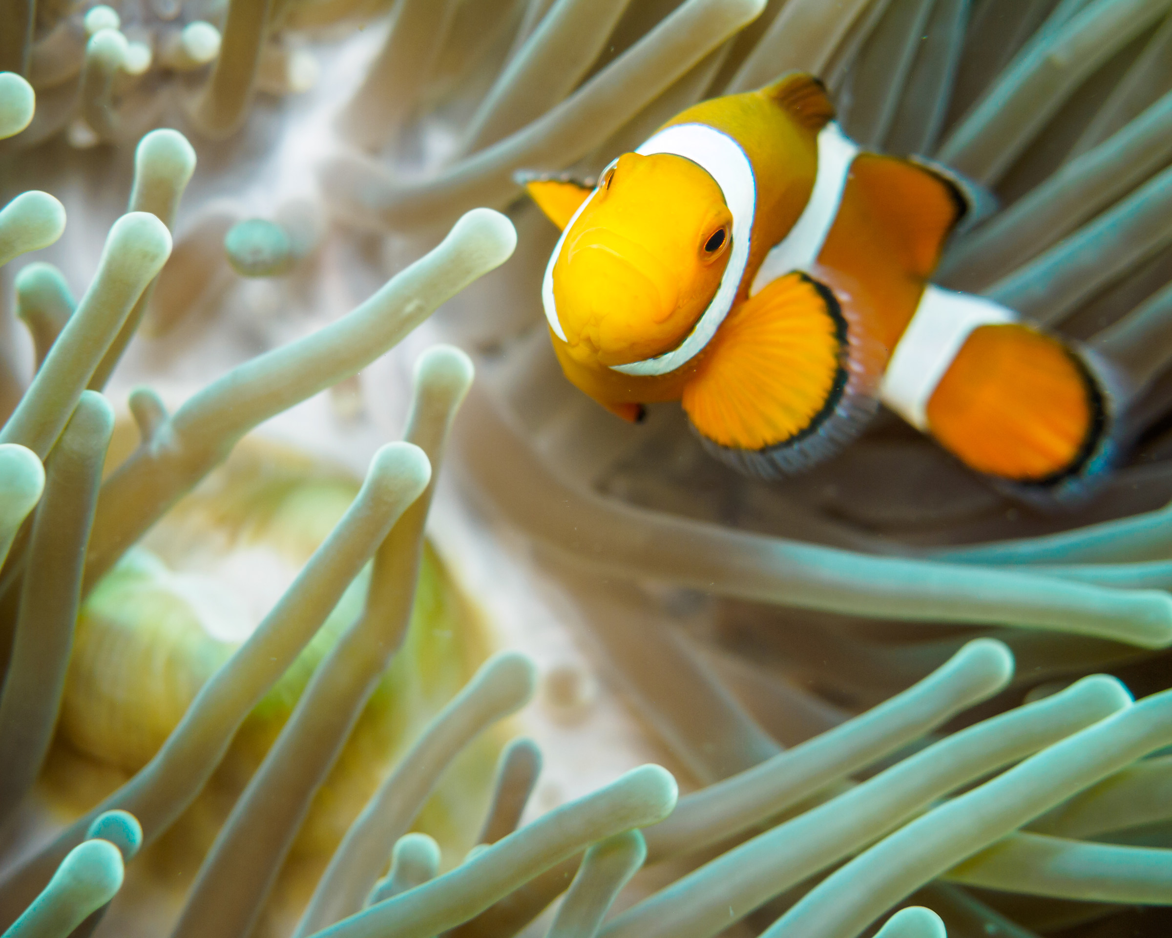 Clownfish