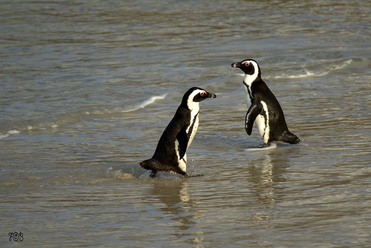Com'è l'acqua oggi?