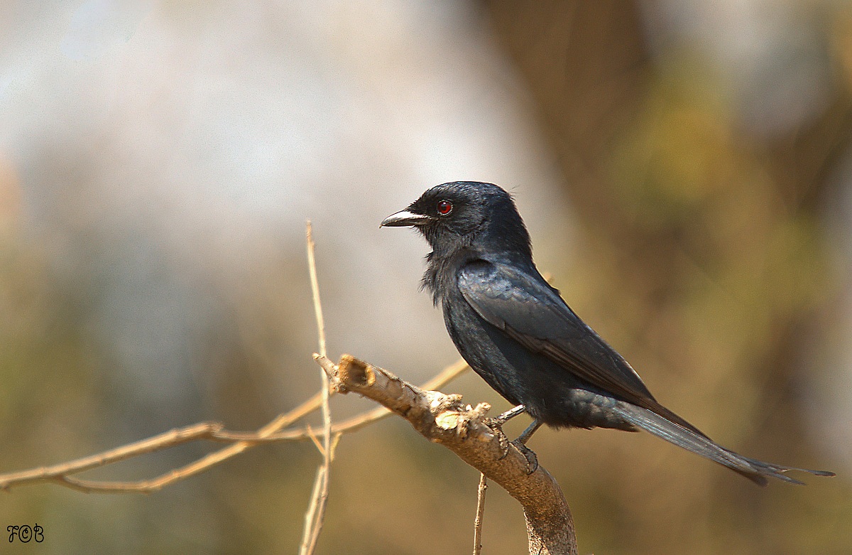 Drongo codaforcuta