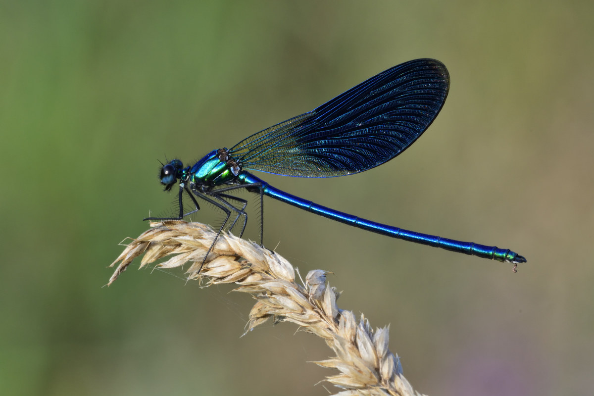 Calopteryx Virgo