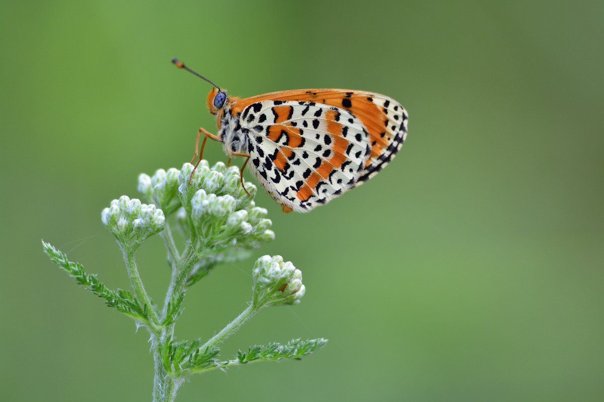 Melitaea Trivia