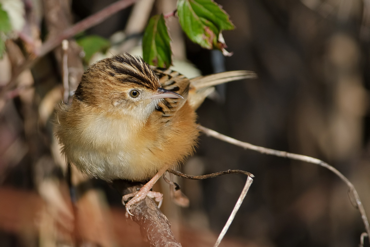 Beccamoschino (Cisticolo juncidis)