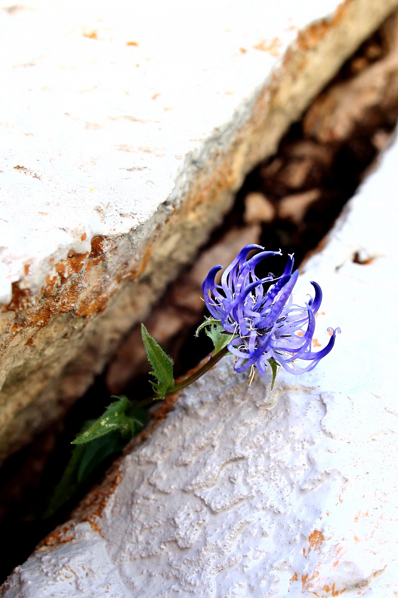 Sui monti di pietra può nascere un fiore