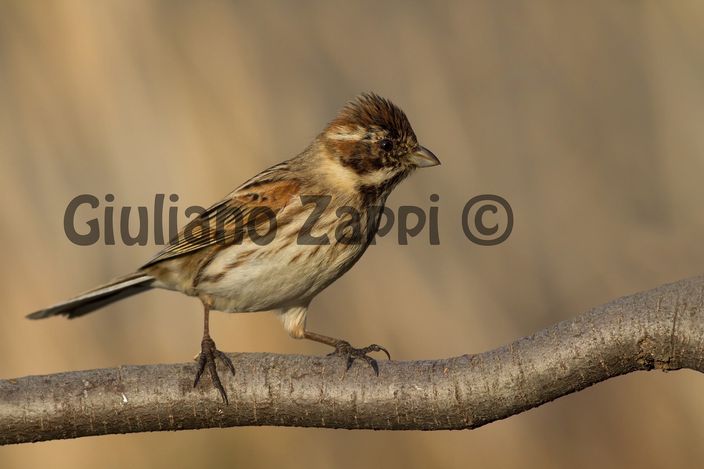 Il respiro prima del balzo.