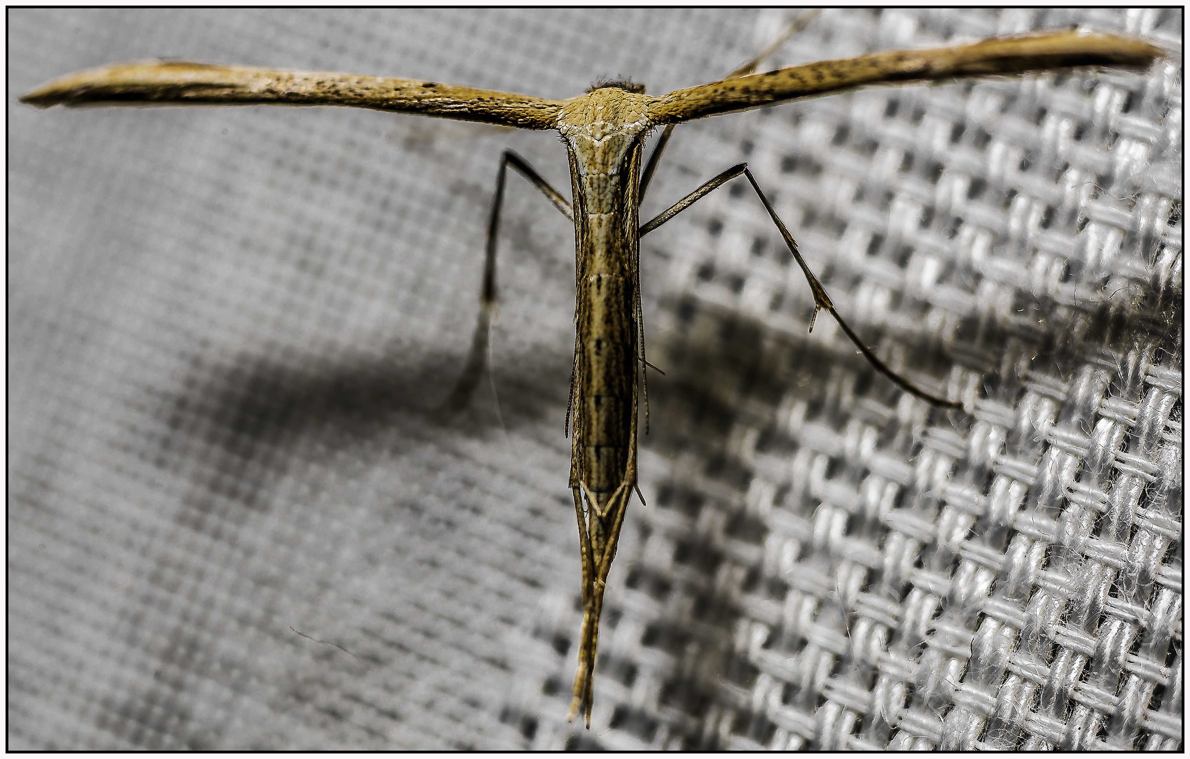 visitors .... aliens ...!