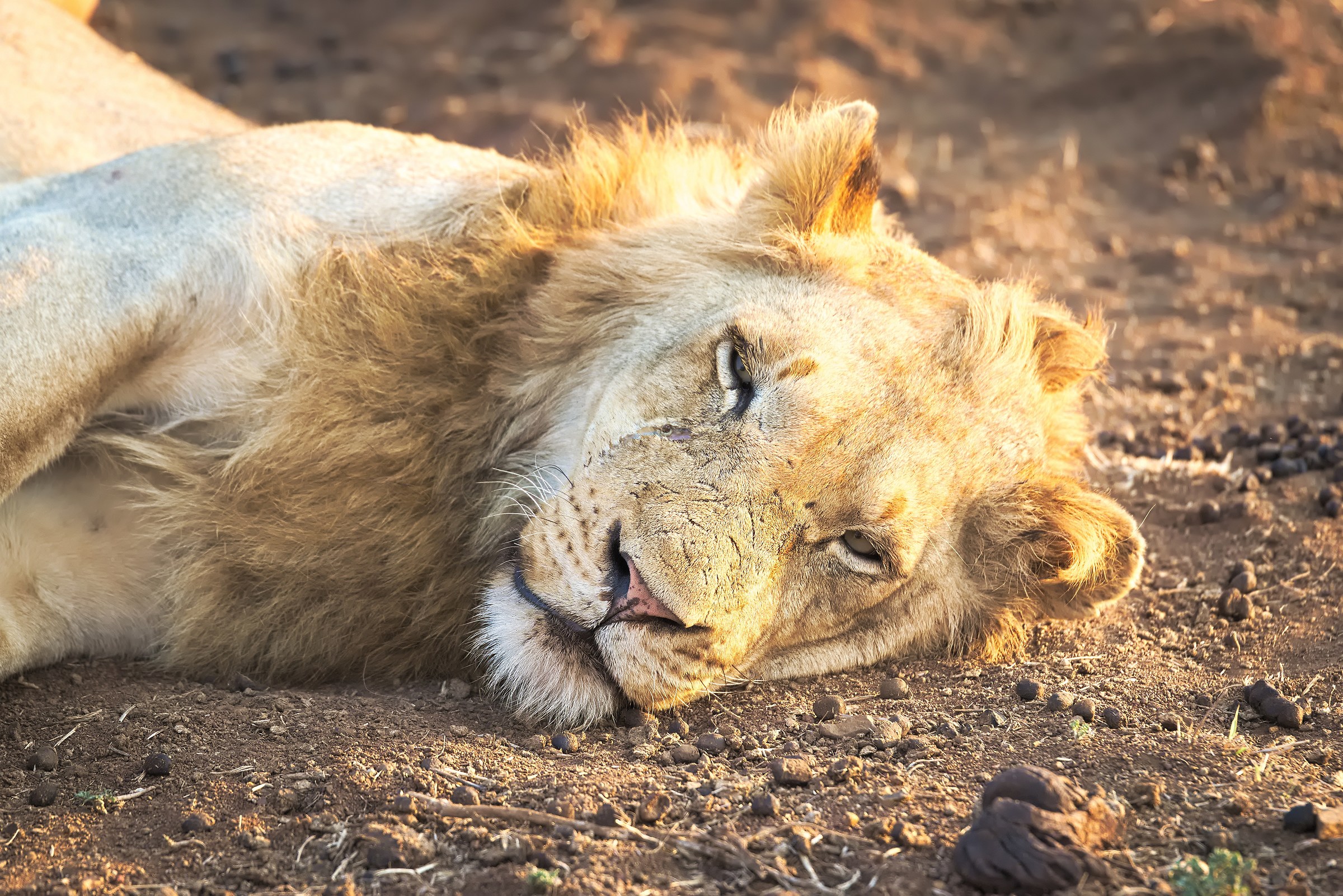 Lion Standing at Kruger Park