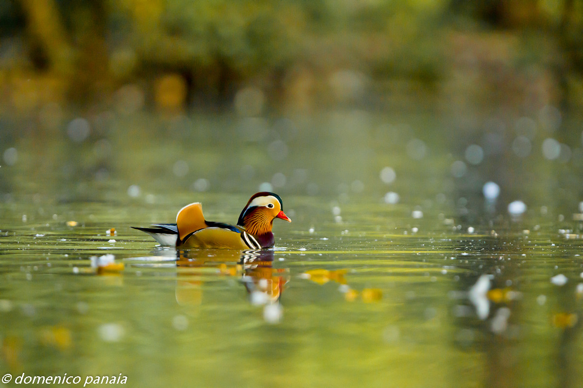 mandarin duck