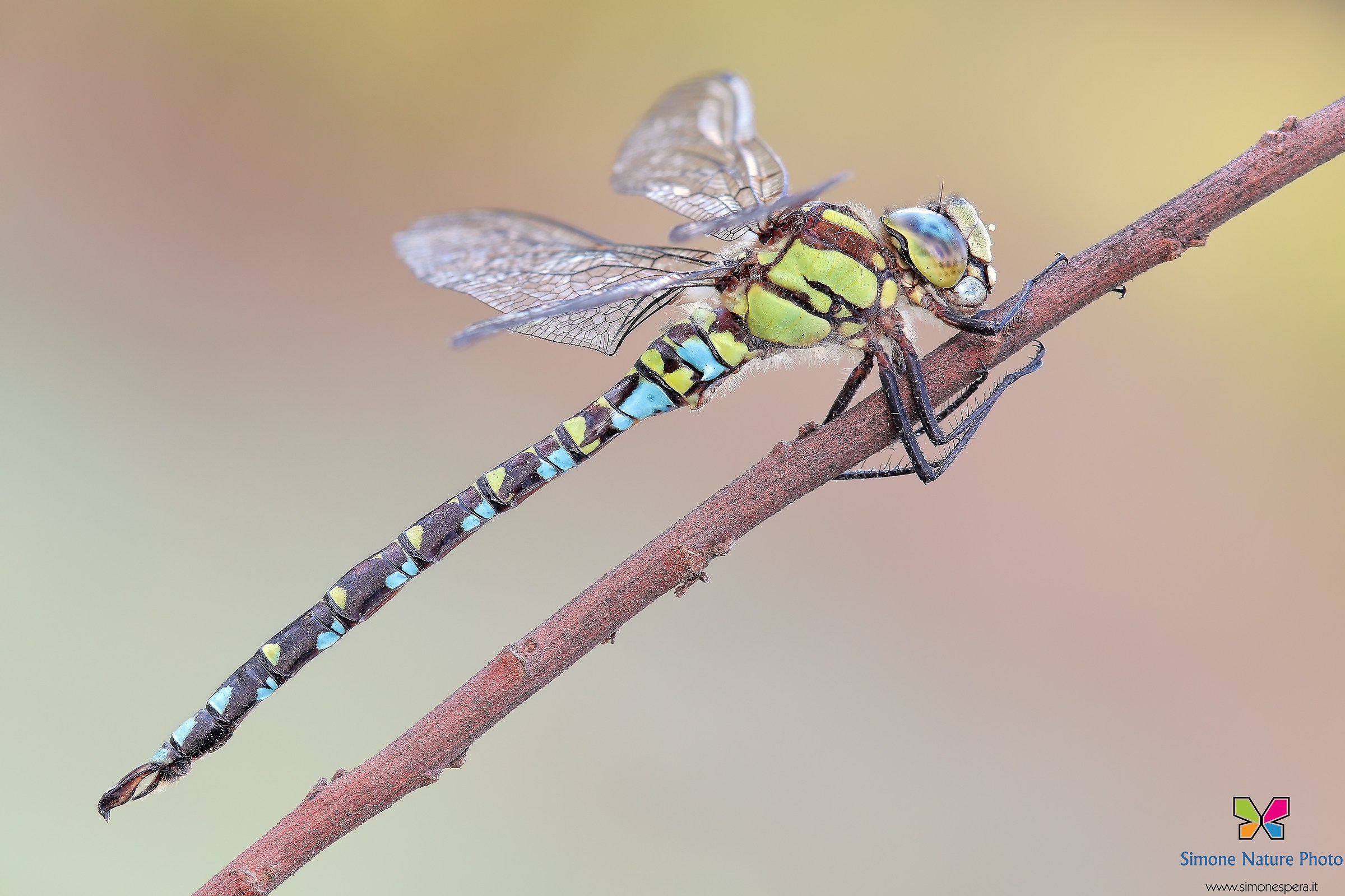 Aeshna cyanea (Müller, 1764) & male;
