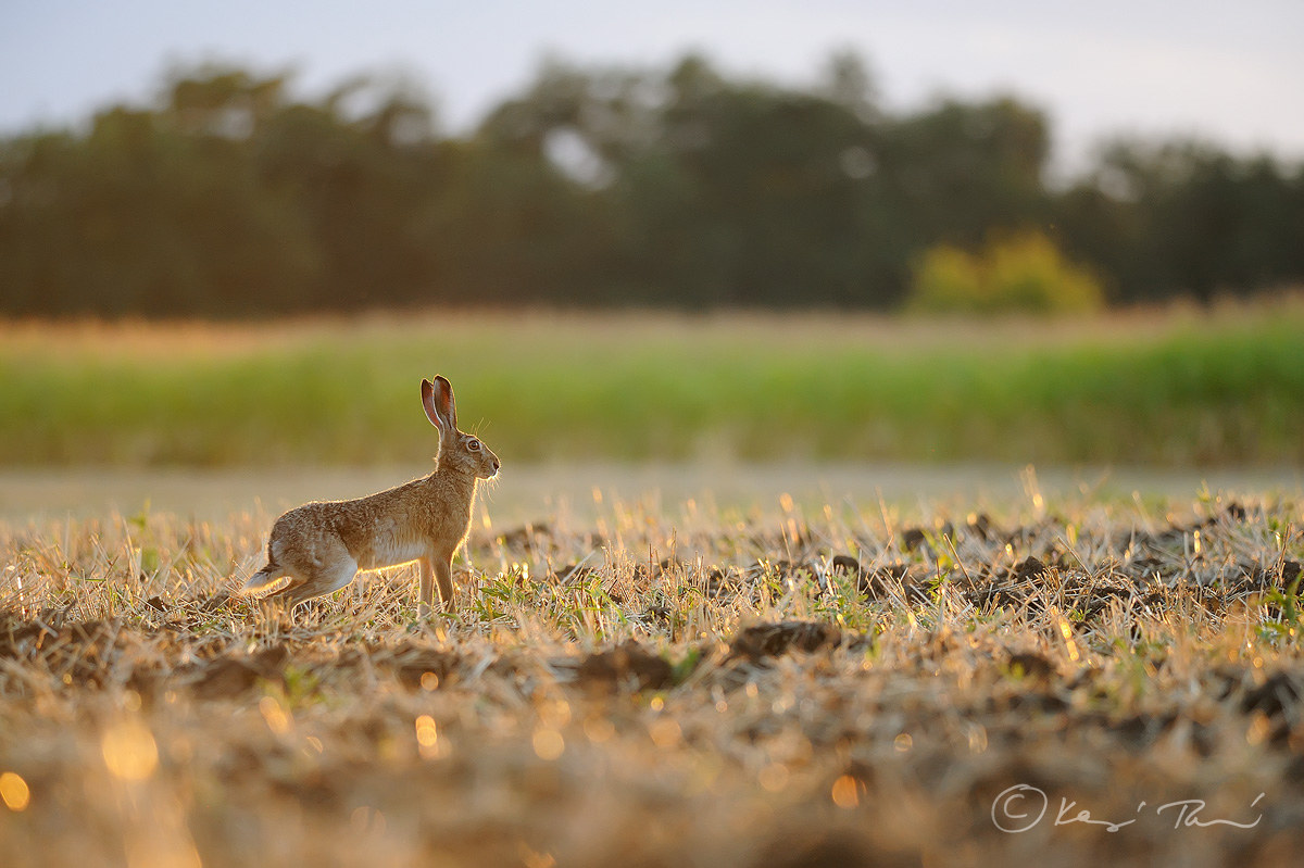 Rabbit at sunset