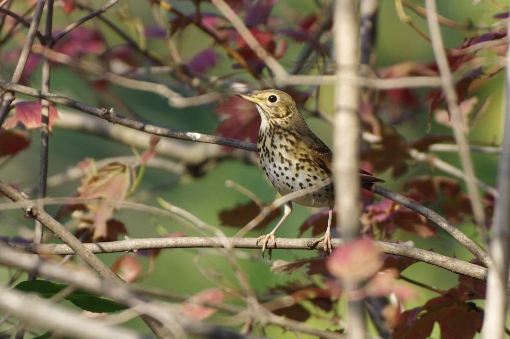Tordo bottaccio (Turdus philomelos)