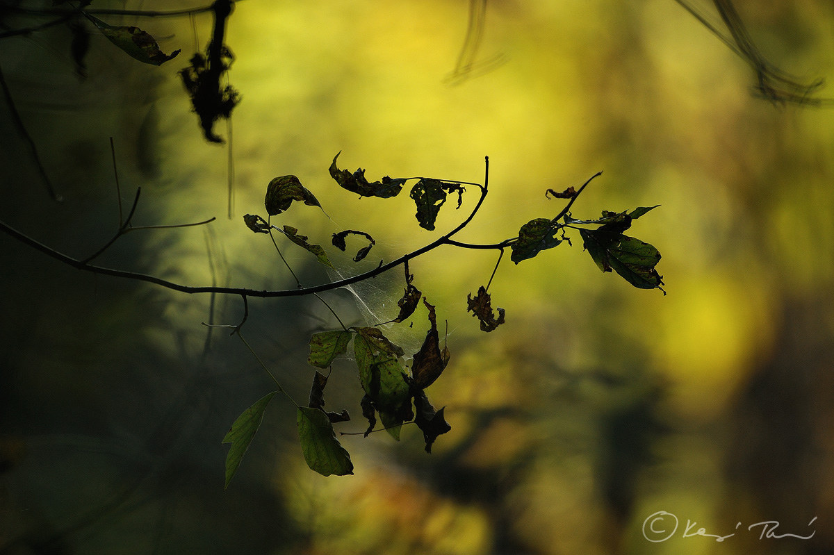 Autunno sta arrivando