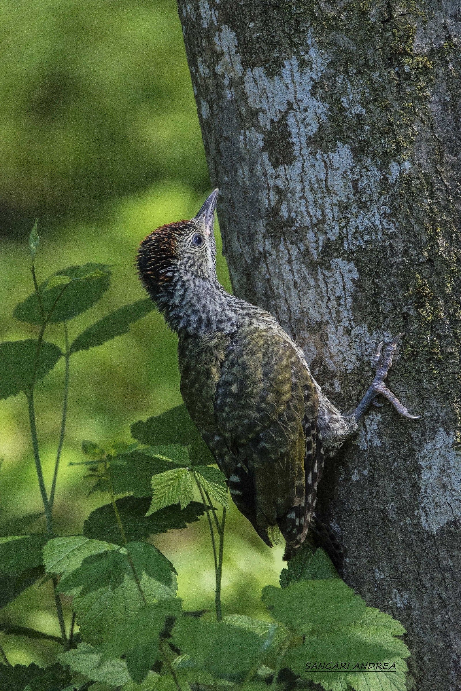 Young green woodpecker