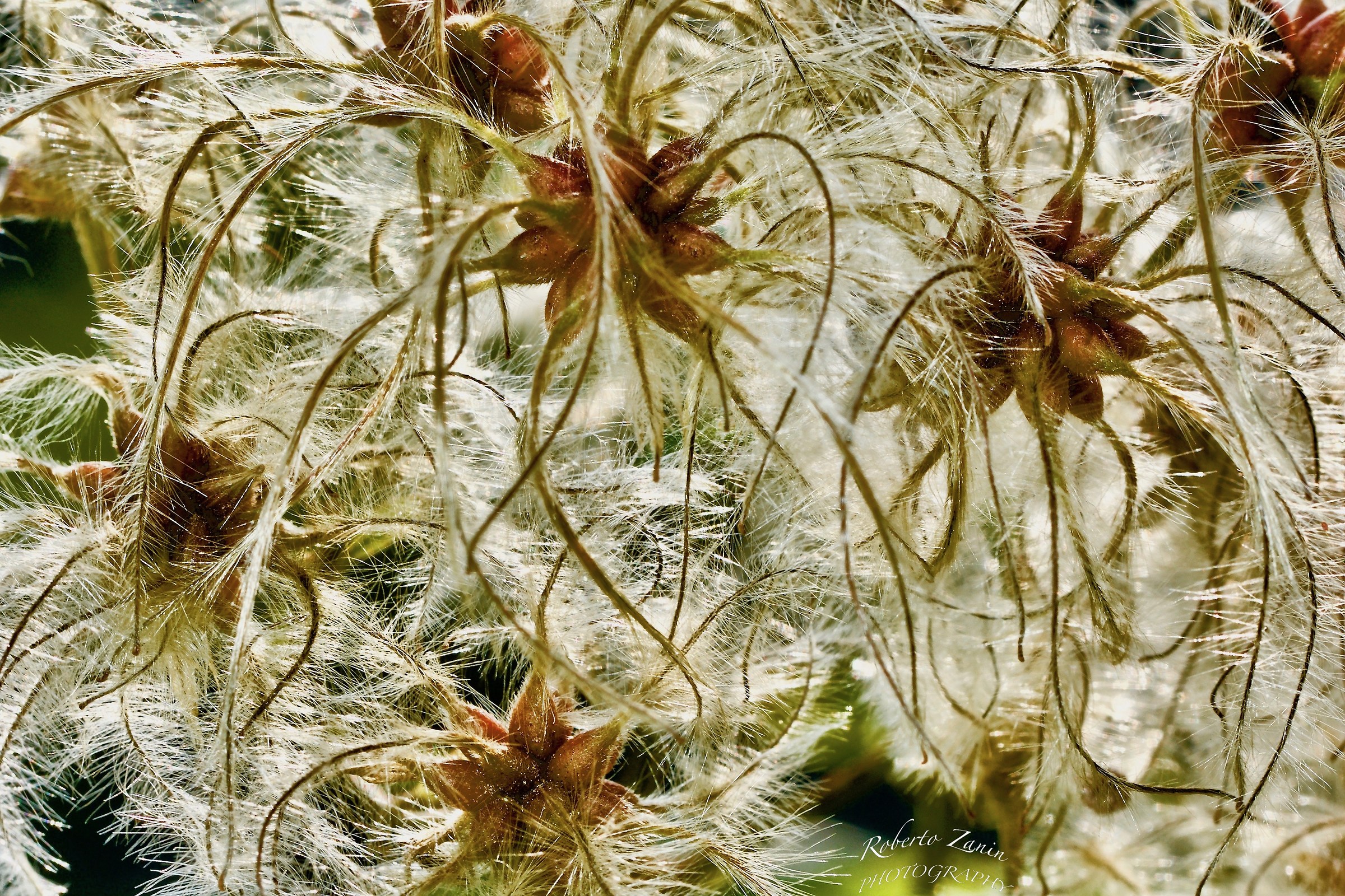 Tra i cespugli autunnali